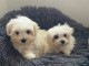 Chiots Bichon maltais dispo