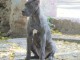 Cane Corso chiots &agrave; vendre