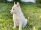 Chiots Husky Sib&eacute;rien PURE RACE LOF ADOPTION