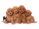 Caniche nain chiots &agrave; vendre