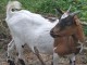 Ch&egrave;vres naines et bouc 