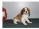Donne chiot cavalier king charles