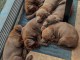 magnifiques chiots labrado a l