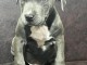 Pitbull Terrier am&eacute;ricain chiots
