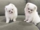 Chiots spitz nain lof disponible pour no&euml;l