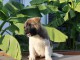 Akita am&eacute;ricain chiots