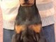 Dobermann chiots &agrave; vendre