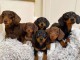 Chiots d&rsquo;apparence Teckels 