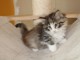 Chatons Norv&eacute;gien Disponible