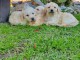 Goldendoodle chiots &agrave; vendre