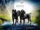 Cane Corso chiots &agrave; vendre