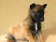 Chiots bergers malinois LOF disponibles et &agrave; r&eacute;server: 