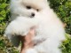 chiots spitz nain &agrave; donner contre bons soinsD