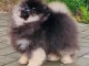 chiots spitz nain &agrave; donner contre bons soins