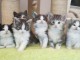 Chatons Norv&eacute;gien a Donner