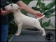 Bull terrier chiots &agrave; vendre