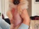 Spitz de Pom&eacute;ranie chiots