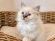 chaton sacr&eacute; de birmanie a donner