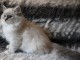 chaton Sib&eacute;rien a donner