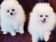 Chiots spitz nain lof disponible pour no&euml;l