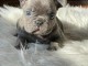Bulldog fran&ccedil;ais chiots &agrave; vendre