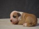 chiot am&eacute;ricain staffordshire terrier a adopter