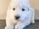 chiot berger blanc suisse &agrave; donner