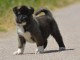chiot Akita Am&eacute;ricain lof a donner