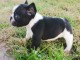 Chiot Bouledogue Fran&ccedil;ais lof a donner