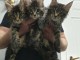 Adorable chaton main coon &agrave; donner