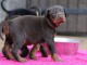 chiots dobermann a donner
