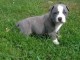 chiot American Staffordshire terrier