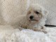 Caniche nain chiots &agrave; vendre