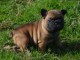 chiot bouledogue fancais
