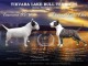 Bull terrier chiots &agrave; vendre