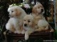 De beaux chiots Golden Retriever &agrave; adopter