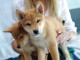 Shiba Inu chiots &agrave; vendre