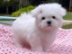  Adorable. Chiots maltais &agrave; adopter .