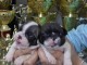 Bulldog fran&ccedil;ais chiots &agrave; vendre