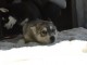 &Agrave; donner chiots Husky sib&eacute;rien 