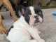 Superbes filles Frenchie &eacute;paisses !! Chiots de qualit&eacute; !! 12 sem