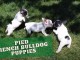 Superbes filles Frenchie &eacute;paisses !! Chiots de qualit&eacute; !! 12 sem