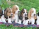 Superbes B&eacute;b&eacute;s Basset Hound 