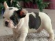 Superbes filles Frenchie &eacute;paisses !! Chiots de qualit&eacute; !! 12 sem