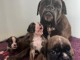 Chiots boxer avialables &agrave; adopter