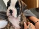 Chiots boxer avialables &agrave; adopter