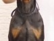 Dobermann chiots &agrave; vendre