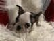 Boston Terrier chiots &agrave; vendre