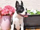 Boston Terrier chiots &agrave; vendre