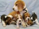 Chiots d&rsquo;apparence Beagles 